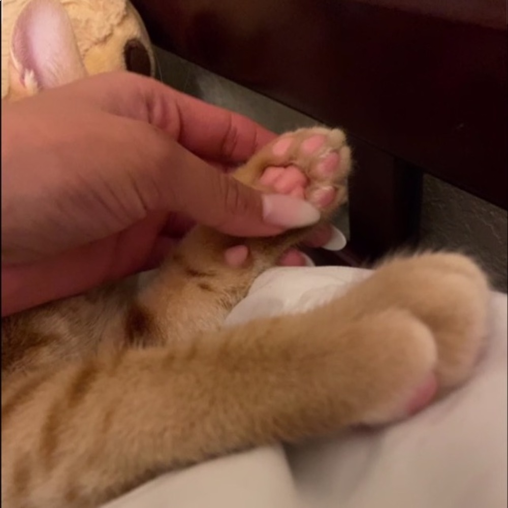 Meet your Posher, Luvmely